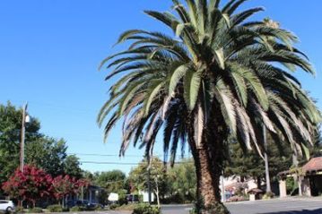 Image of a tree, Security Guard Company Bay Area , Metro Surveillance Security